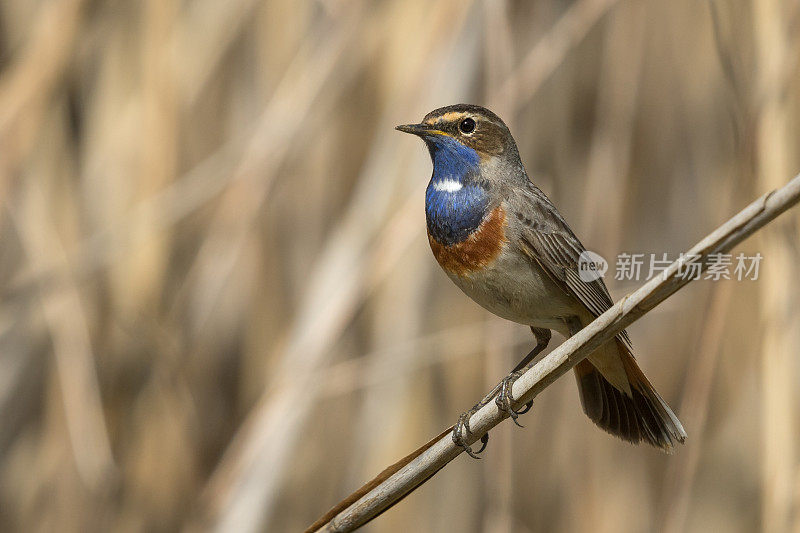 蓝喉男性(Luscinia svecica)